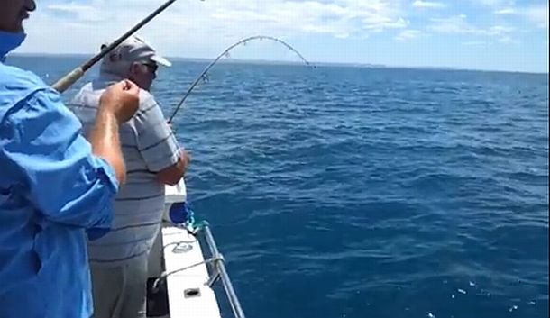 VIDEO: Great white v snapper